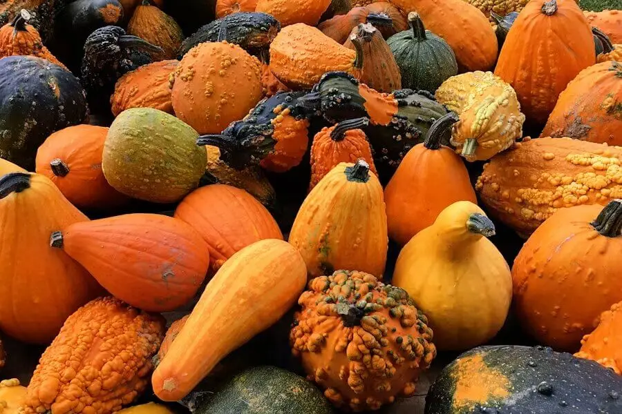 Mixed pumpkins and winter squash
